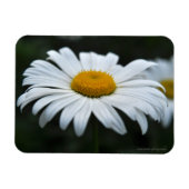 Magnet Flexible Daisy - Face vers le haut (Horizontal)