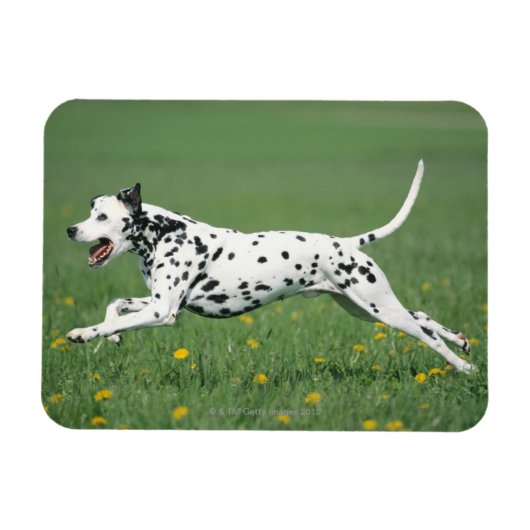 Magnet Flexible Dalmatien en cours (Horizontal)