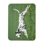 Magnet Flexible Dalmatien en cours (Vertical)