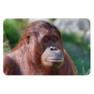Magnet Flexible Dame d'Orangutan