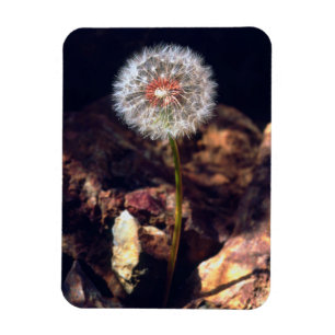 Magnet Flexible Dandelion