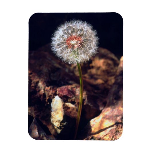 Magnet Flexible Dandelion (Vertical)