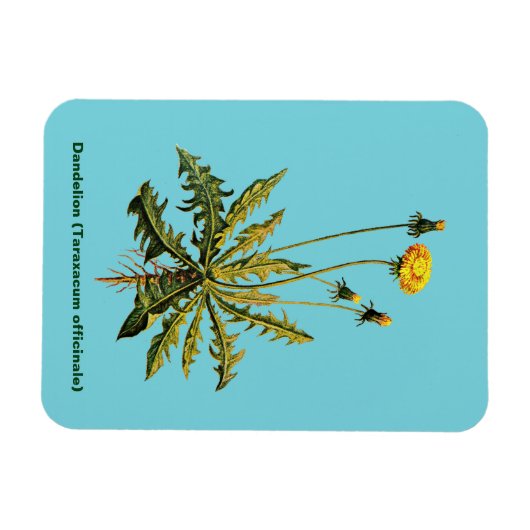 Magnet Flexible Dandelion (Horizontal)