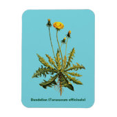 Magnet Flexible Dandelion (Vertical)
