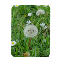 Dandelion fleur attend le vent