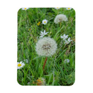 Magnet Flexible Dandelion fleur attend le vent