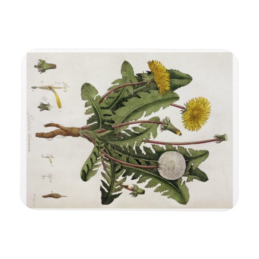 Magnet Flexible Dandelion (gravure couleur) (Horizontal)