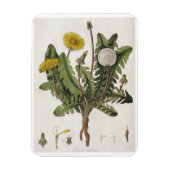 Magnet Flexible Dandelion (gravure couleur) (Vertical)