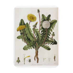 Magnet Flexible Dandelion (gravure couleur)