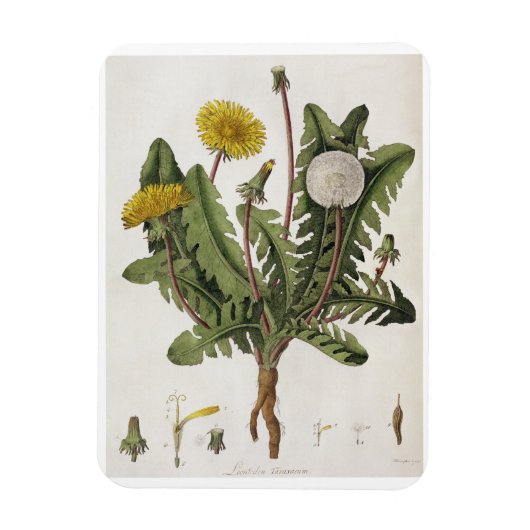 Magnet Flexible Dandelion (gravure couleur) (Vertical)