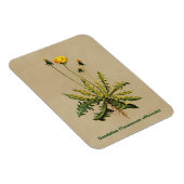 Magnet Flexible Dandelion Sur Vieux Papier (Côté Droit)