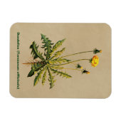 Magnet Flexible Dandelion Sur Vieux Papier (Horizontal)