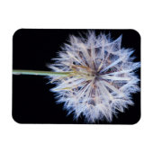 Magnet Flexible Dandelion (Taraxacum Officinale) (Horizontal)