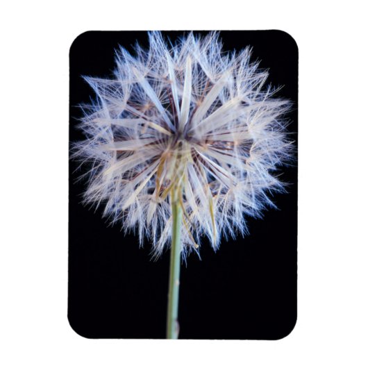 Magnet Flexible Dandelion (Taraxacum Officinale) (Vertical)