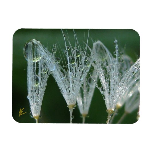 Magnet Flexible Dandelion with Dew Peaceful Nature Meditation (Horizontal)