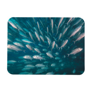 Magnet Flexible Dans Les Jacks