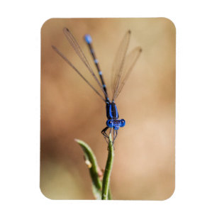 Magnet Flexible Danse de la mouche