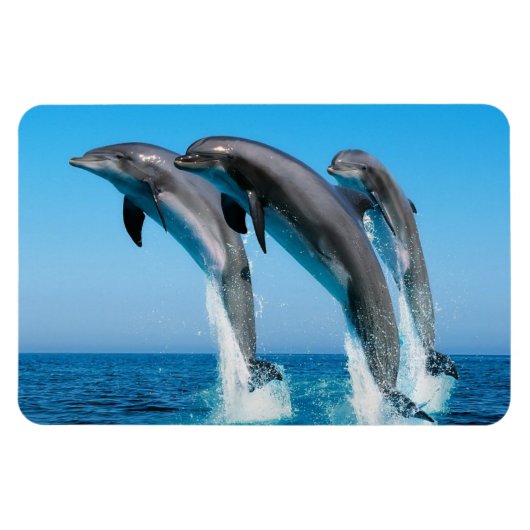 Magnet Flexible Dauphins (Horizontal)