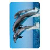 Magnet Flexible Dauphins (Vertical)