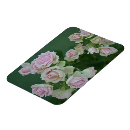 Magnet Flexible De belles roses de jardin rose clair (Côté Gauche)