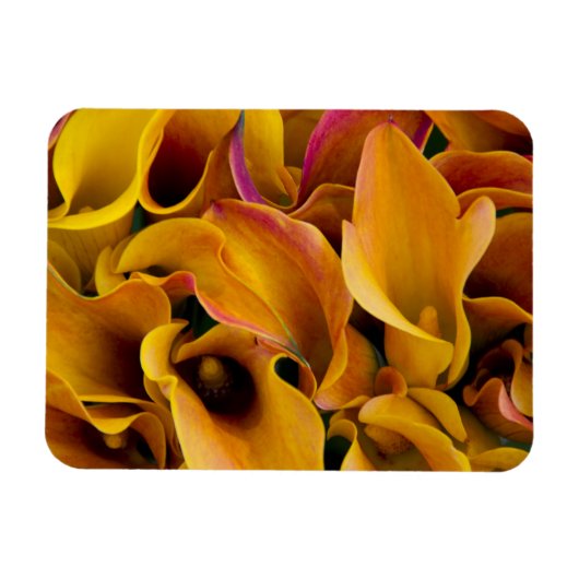 Magnet Flexible De brillantes callas colorés au (Horizontal)