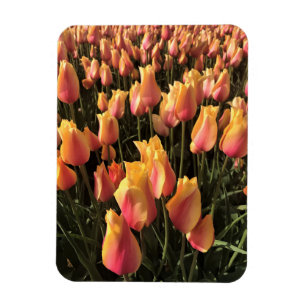 Magnet Flexible De jolies tulipes roses et jaunes