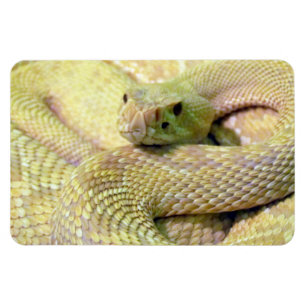 Magnet flexible de serpent albinos
