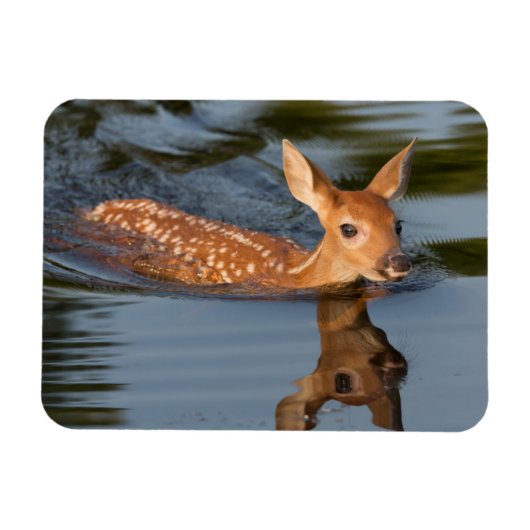 Magnet Flexible Deer Fawn | Minnesota (Horizontal)