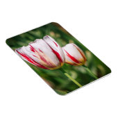 Magnet Flexible Délice de Tulipe (Côté Droit)