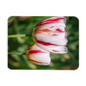 Magnet Flexible Délice de Tulipe (Horizontal)