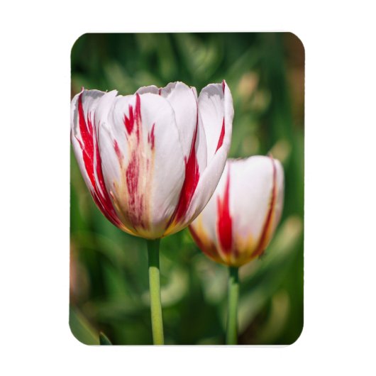 Magnet Flexible Délice de Tulipe (Vertical)