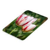 Magnet Flexible Délice de Tulipe (Côté Gauche)