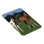 Magnet Flexible Des poulains arabes debout dans le champ de Grassy (Côté Droit)