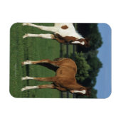 Magnet Flexible Des poulains arabes debout dans le champ de Grassy (Horizontal)
