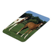 Magnet Flexible Des poulains arabes debout dans le champ de Grassy (Côté Gauche)