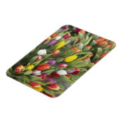 Magnet Flexible Des tas de tulipes colorées (Côté Gauche)