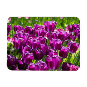 Magnet Flexible Des tulipes lilas lumineuses par jour ensoleillé
