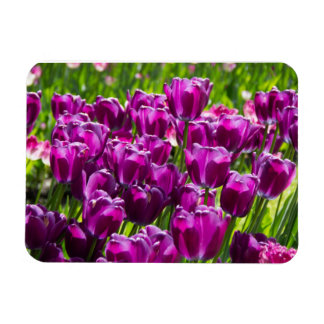 Magnet Flexible Des tulipes lilas lumineuses par jour ensoleillé
