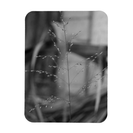 Magnet Flexible Deschampsia flexuosa (Vertical)