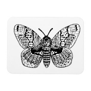 Magnet Flexible Dessin Brahmin moth