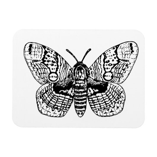 Magnet Flexible Dessin Brahmin moth (Horizontal)
