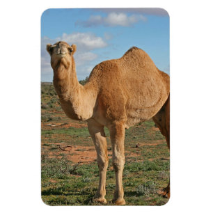 Magnet Flexible Destin de nature d'amour de paix de Moyen-Orient d