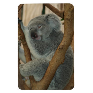 Magnet Flexible Destin de nature d'amour de paix de safari d'Aussi