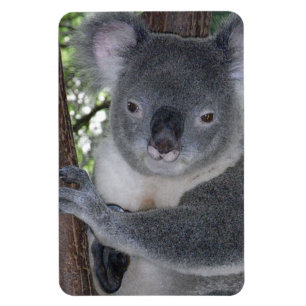 Magnet Flexible Destin de nature d'amour de paix de safari d'Aussi