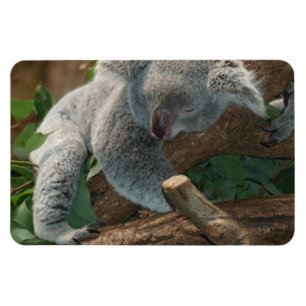 Magnet Flexible Destin de nature d'amour de paix de safari d'Aussi