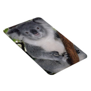 Magnet Flexible Destiny Zazzle Mignon Koala Aussi Outback