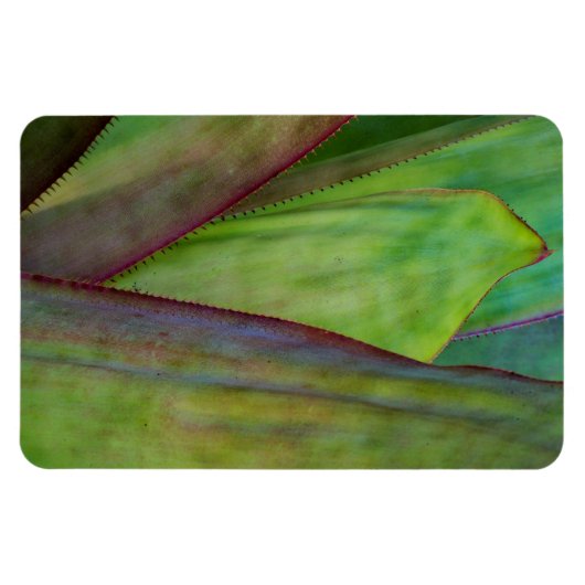 Magnet Flexible Détail d'Agave (Horizontal)