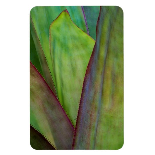 Magnet Flexible Détail d'Agave (Vertical)