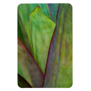 Magnet Flexible Détail de la plante d'Agave