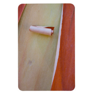Magnet Flexible Détail de l'écorce de l'arbre Madrone